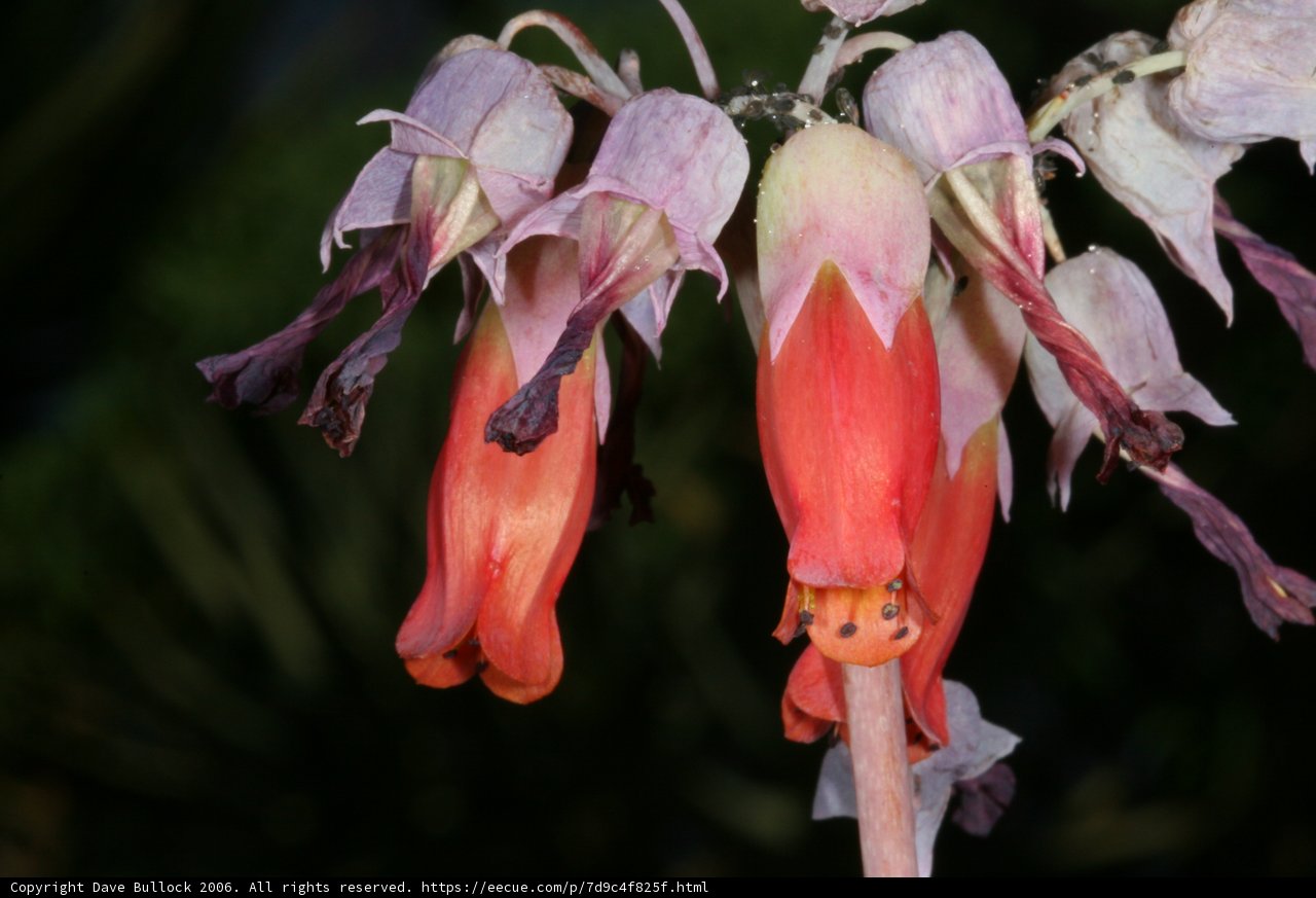 Acanthaceae Lily Blossom