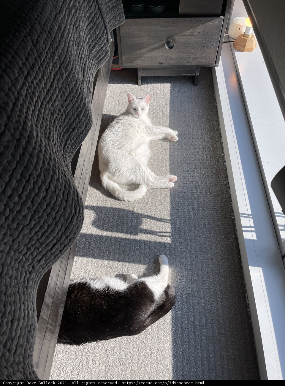 Feline Friends on the Floor