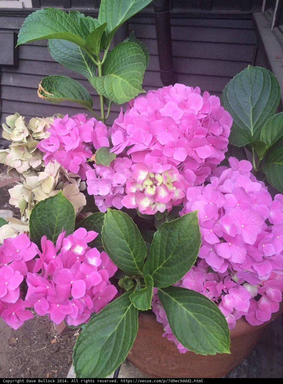 Pink Geraniums on the Porch