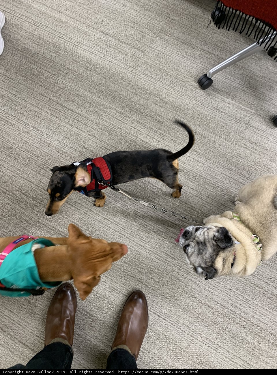 Three Canine Companions