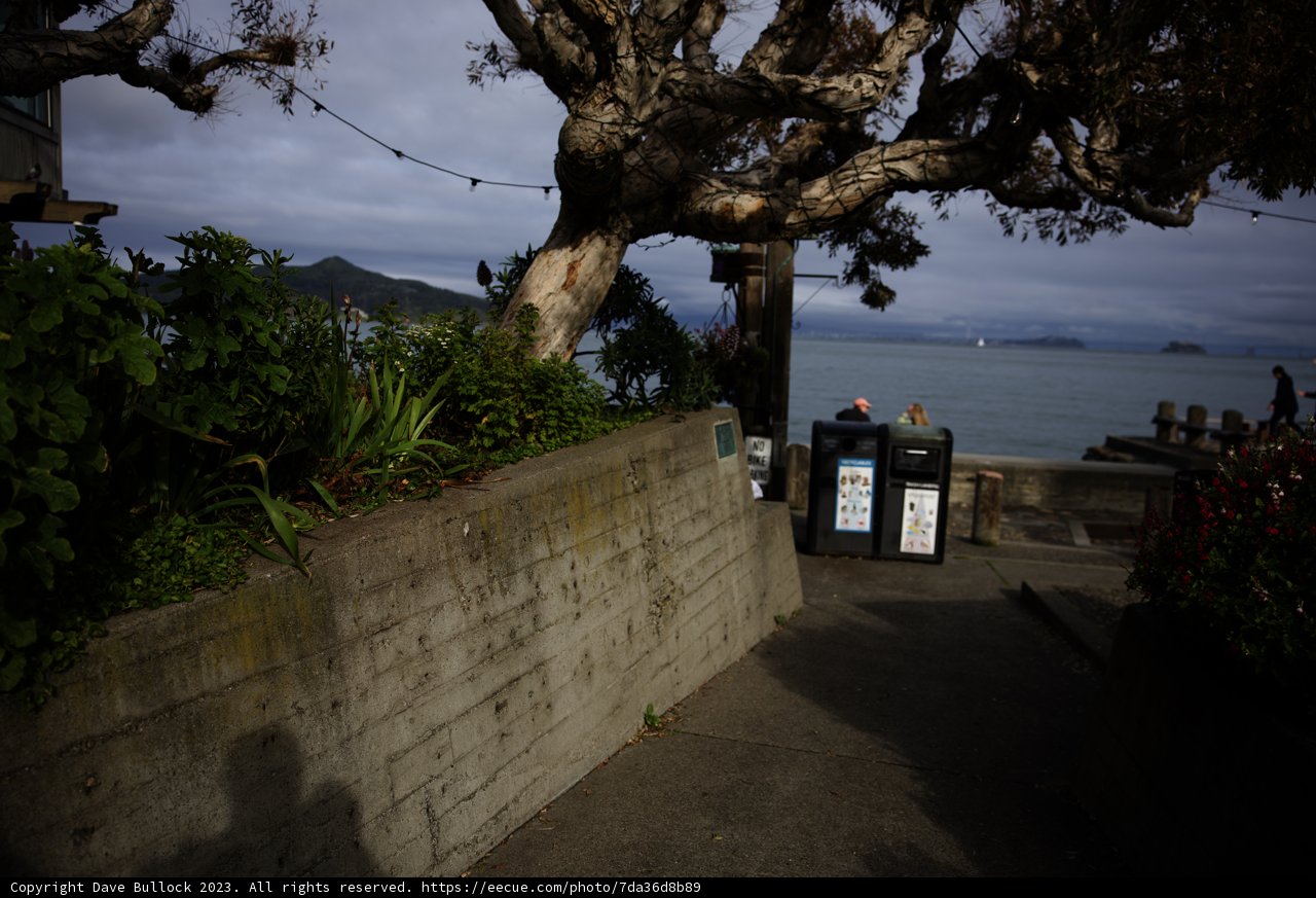 Serenity by the Tree Bench