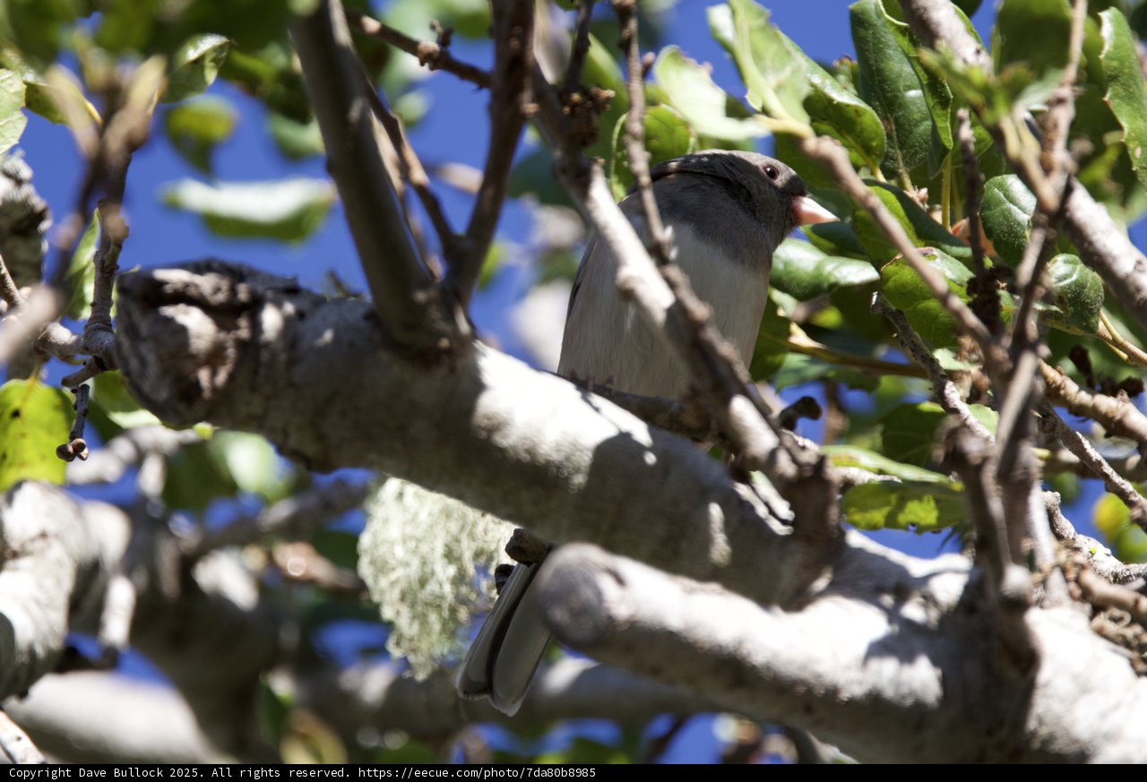 Secretive Sparrow in Carmel Valley
