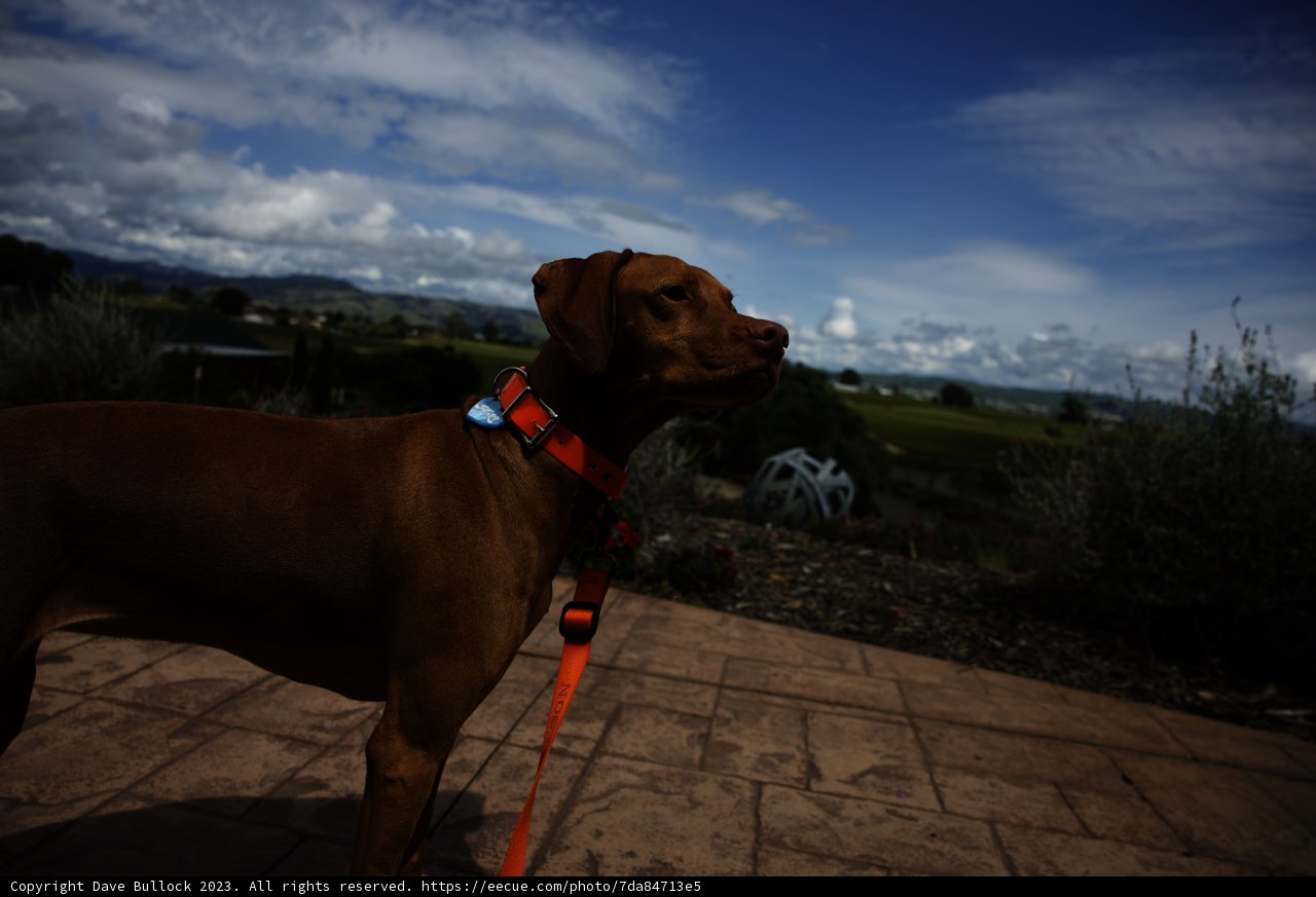 Vineyard Pup Adventure