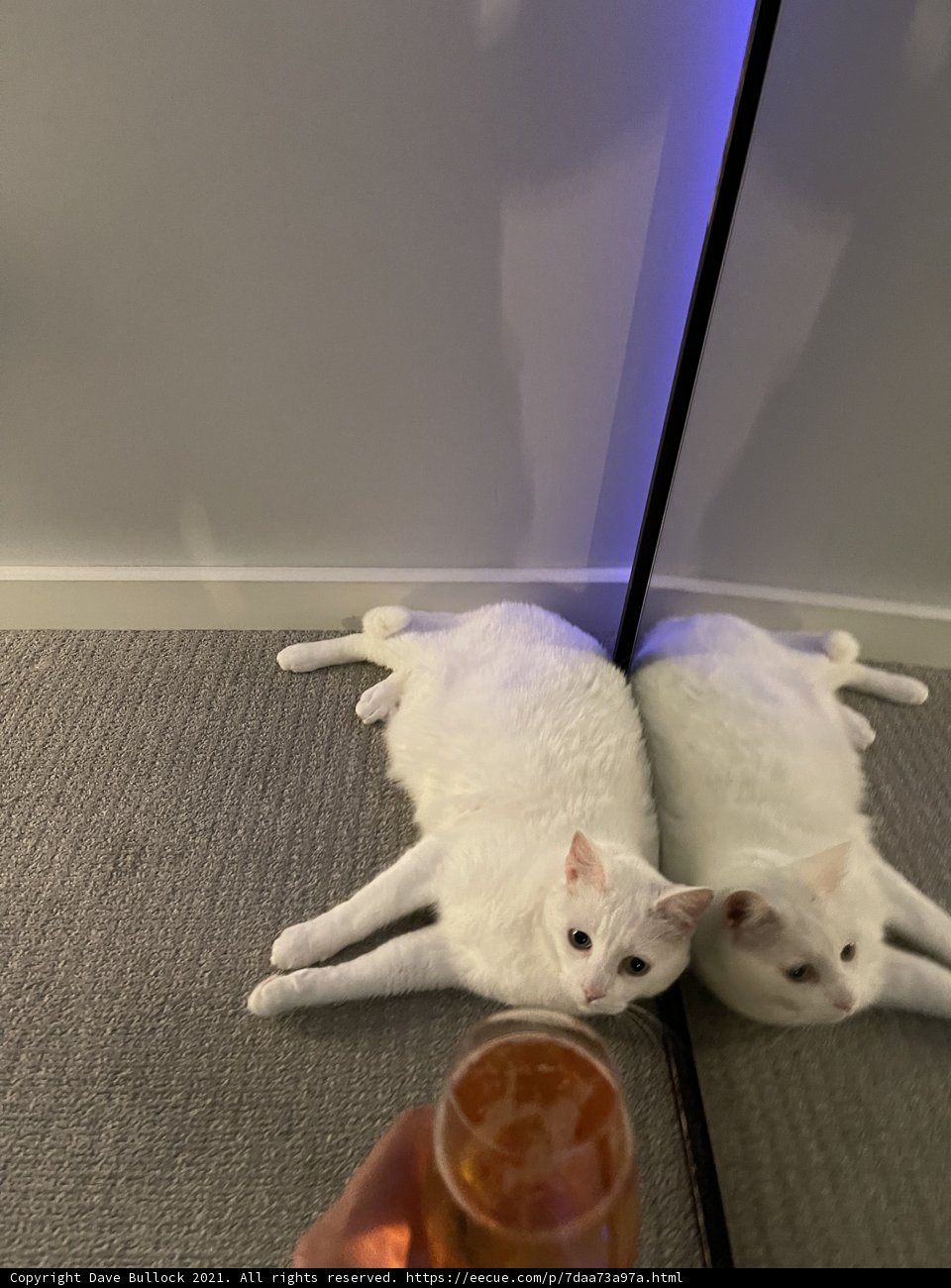 Cat and Juice on Hardwood Floor