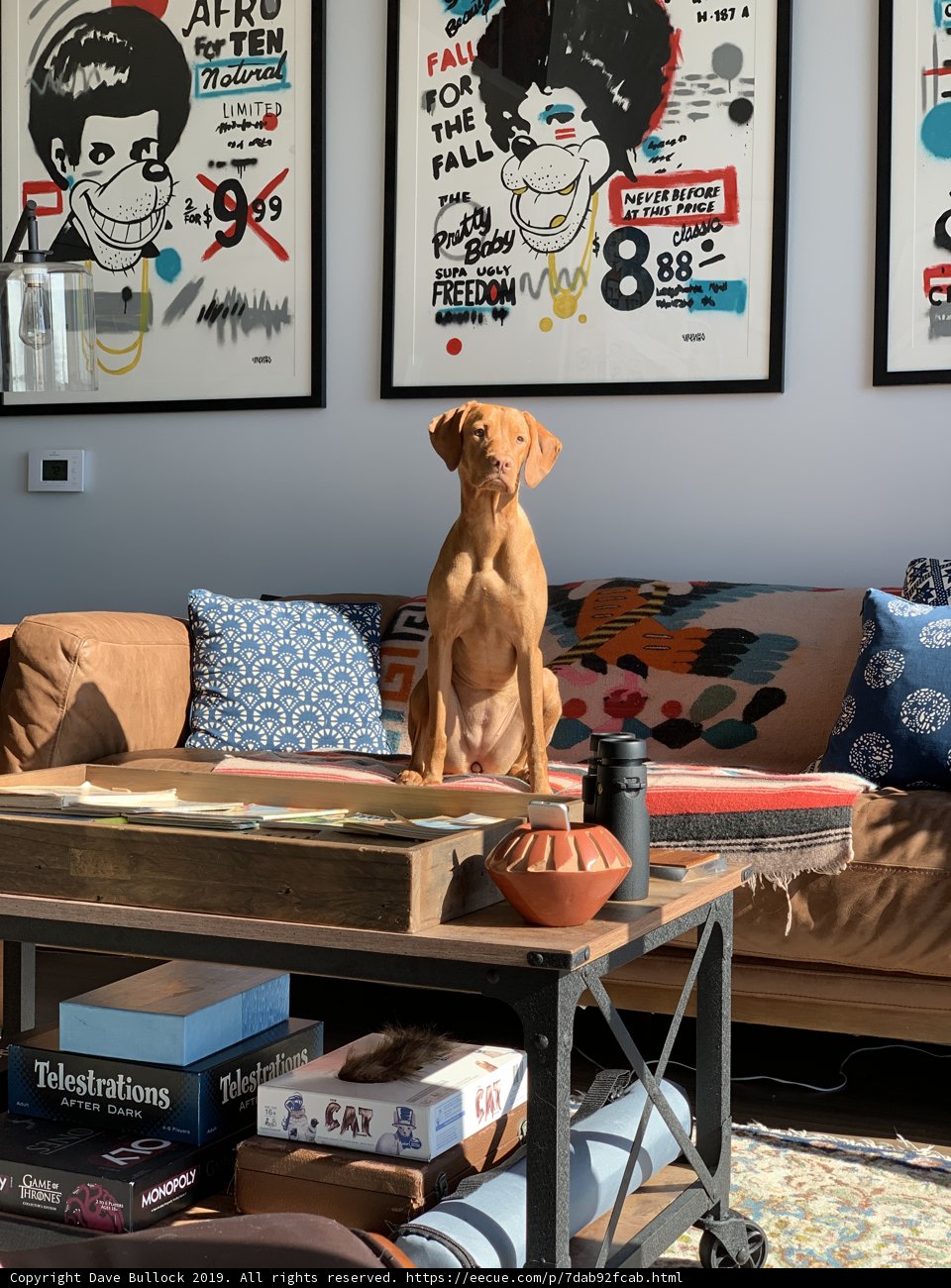 The Canine Couch Companion