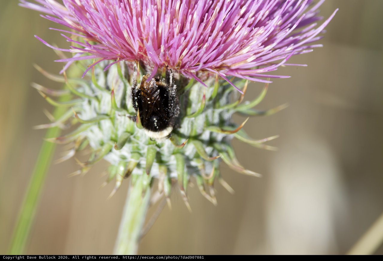 Bumblebee Foraging on Purple Thistle Bloom