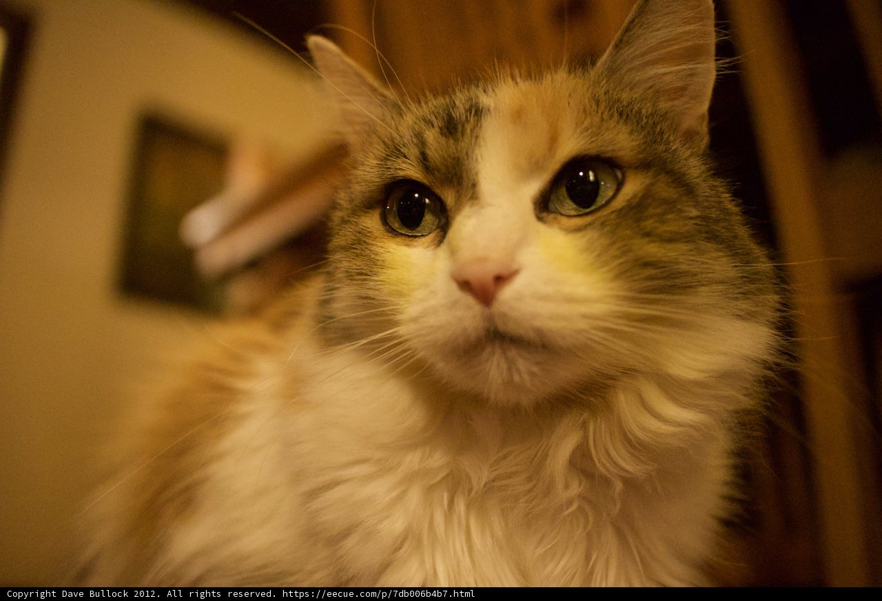 Fierce Feline Fixation