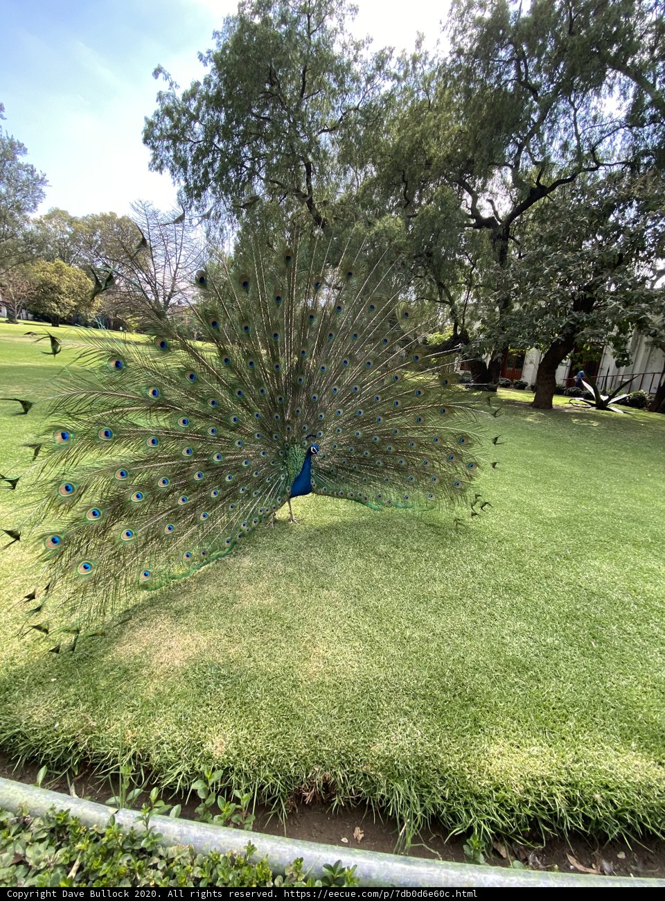 Majestic Peacock in the Park