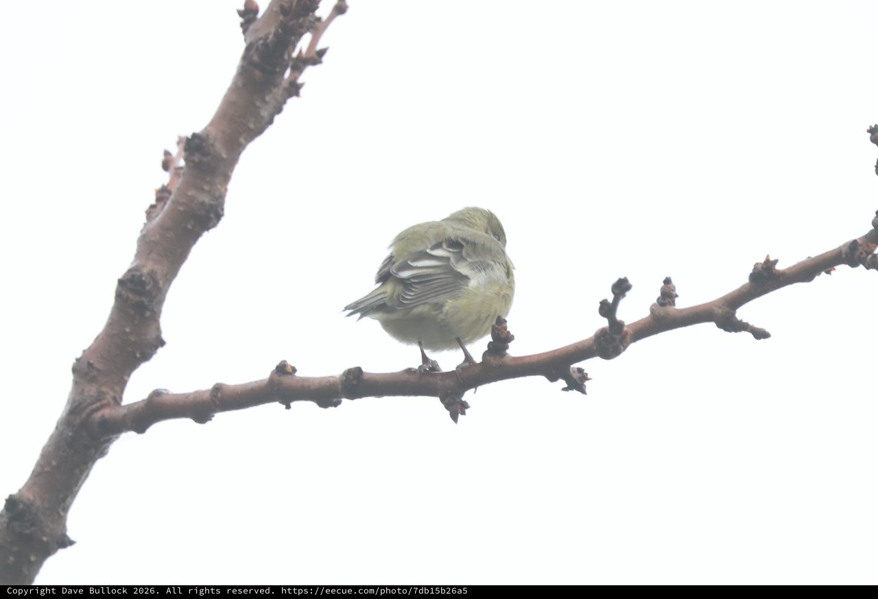 Puffed Chiffchaff Resting on Winter Branch