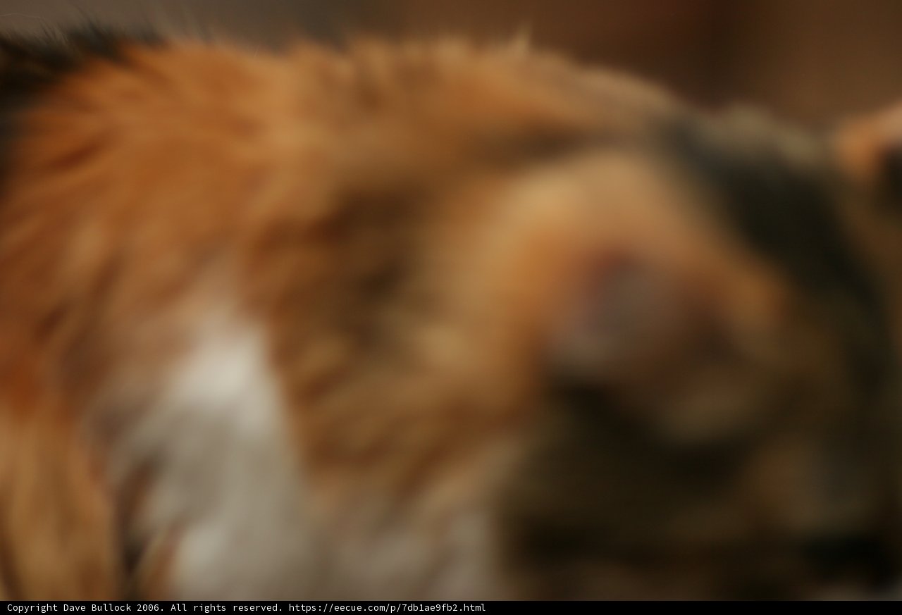 Furry Feline Focus