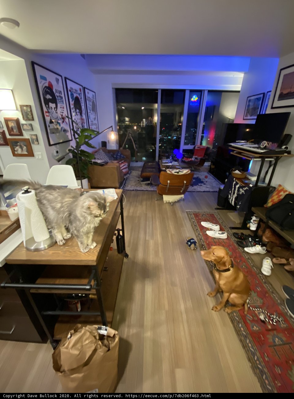 Furry Friends In A Cozy Abode