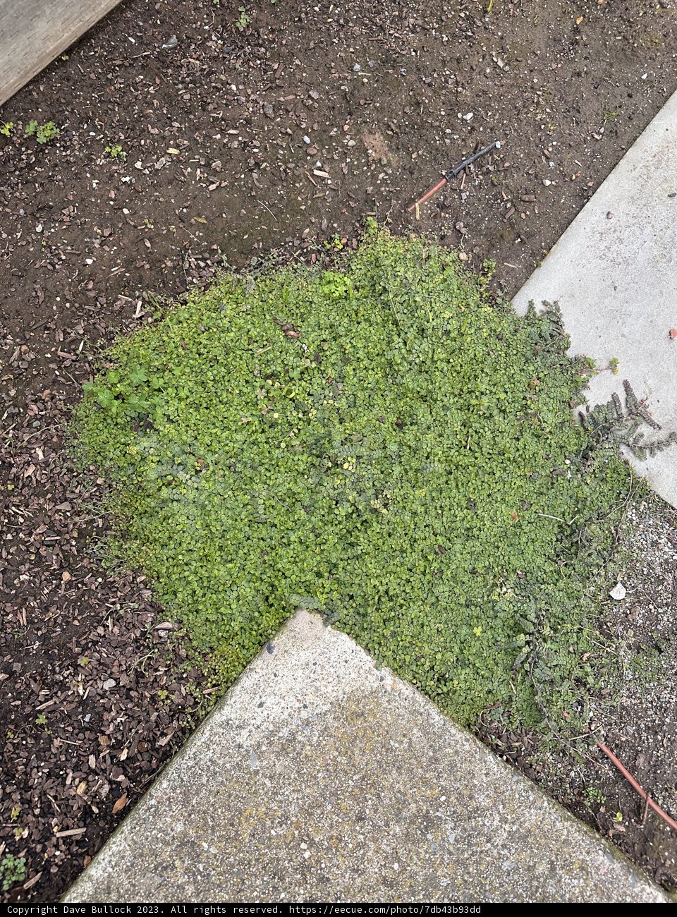 Nature Finds a Way