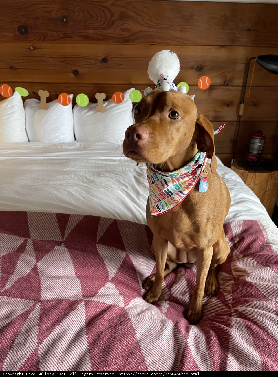 Pawfect Companions