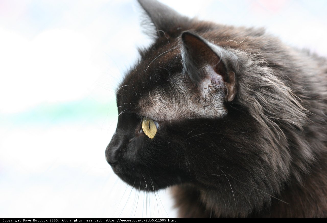 The Feline Beauty