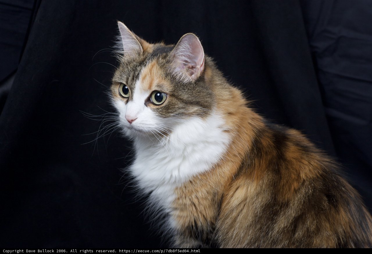 Beautiful Calico Cat