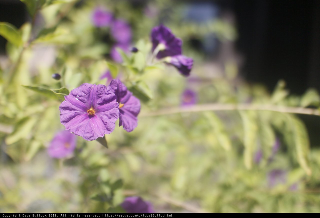 Purple Flowers in Altadena Garden