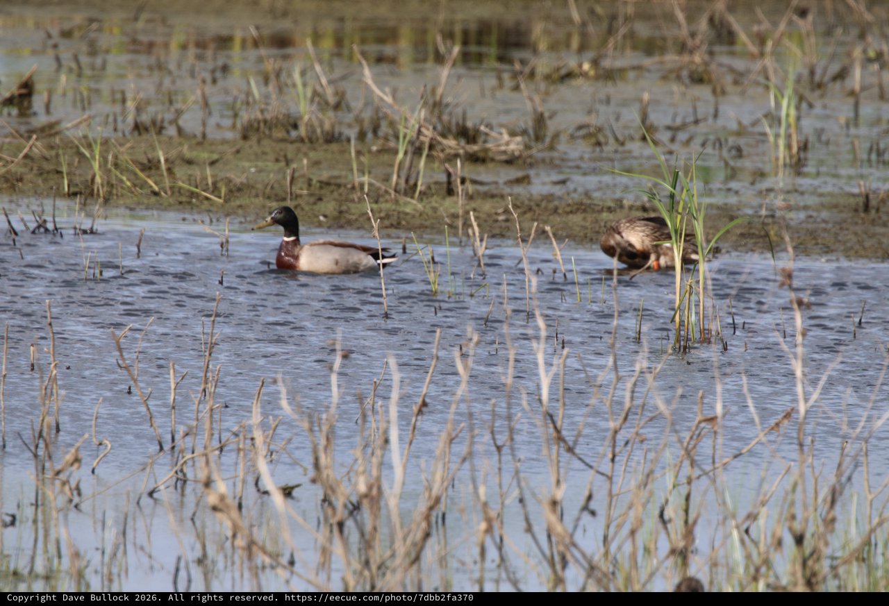 Mallard Duck Pair Foraging in Flooded Wetland