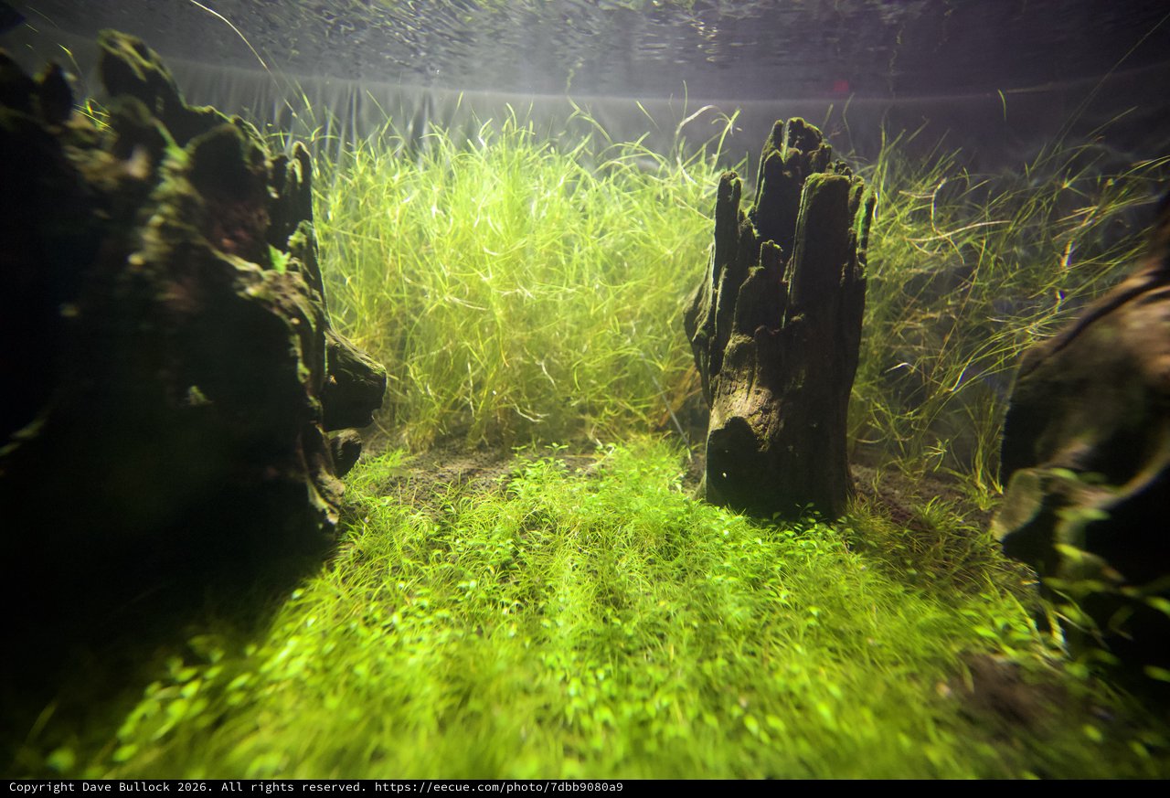 Underwater Aquatic Garden with Driftwood and Bright Green Plants