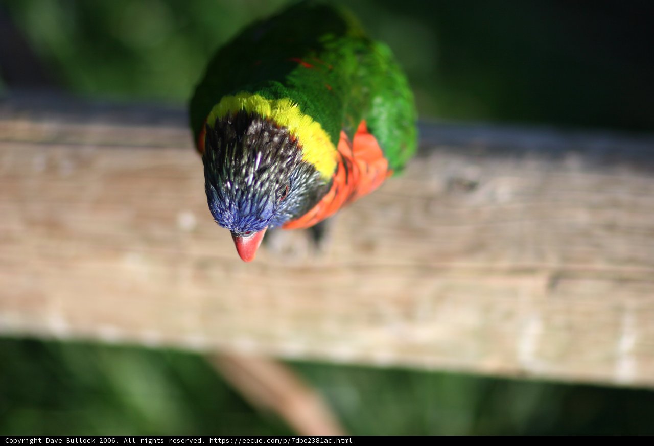 Colorful Bird on a Wooden Fence