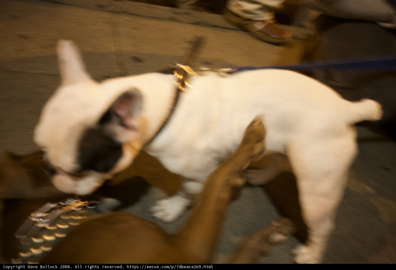 Playful Pup Struts His Stuff at SRPC Show