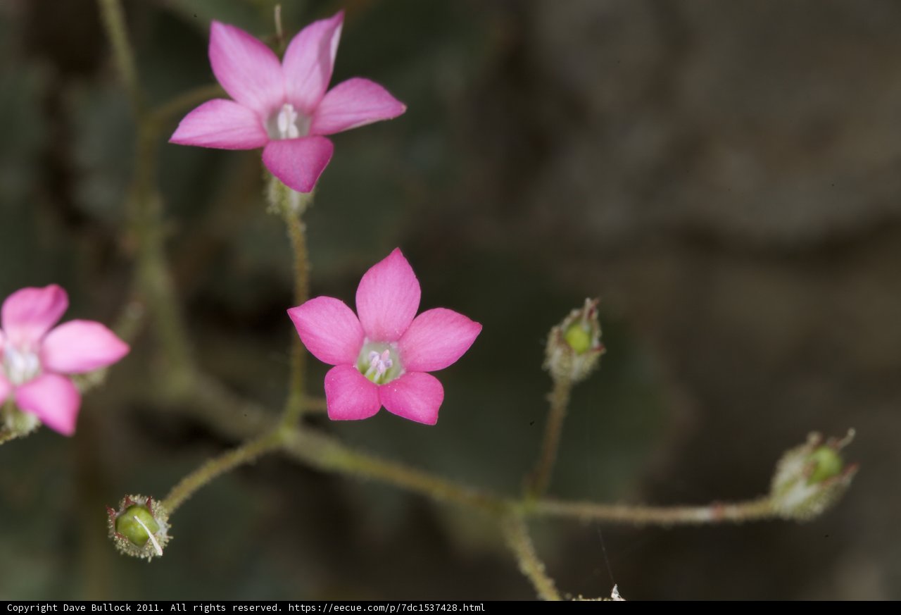 Pretty Pink Geraniums in Bloom