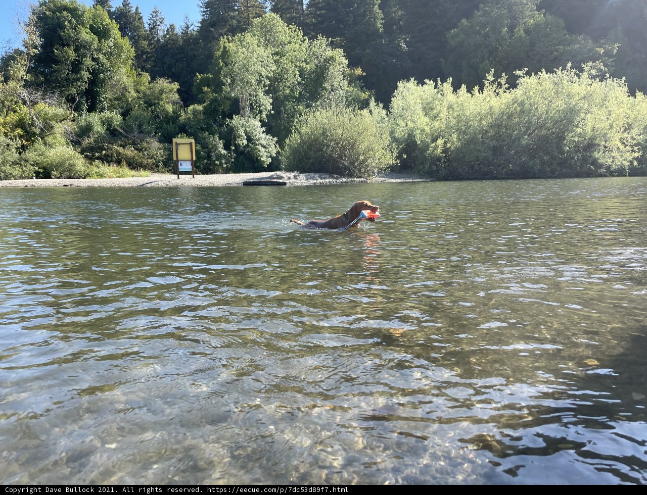 River Fun With Fido