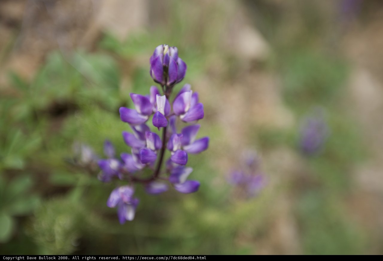 A Sea of Purple
