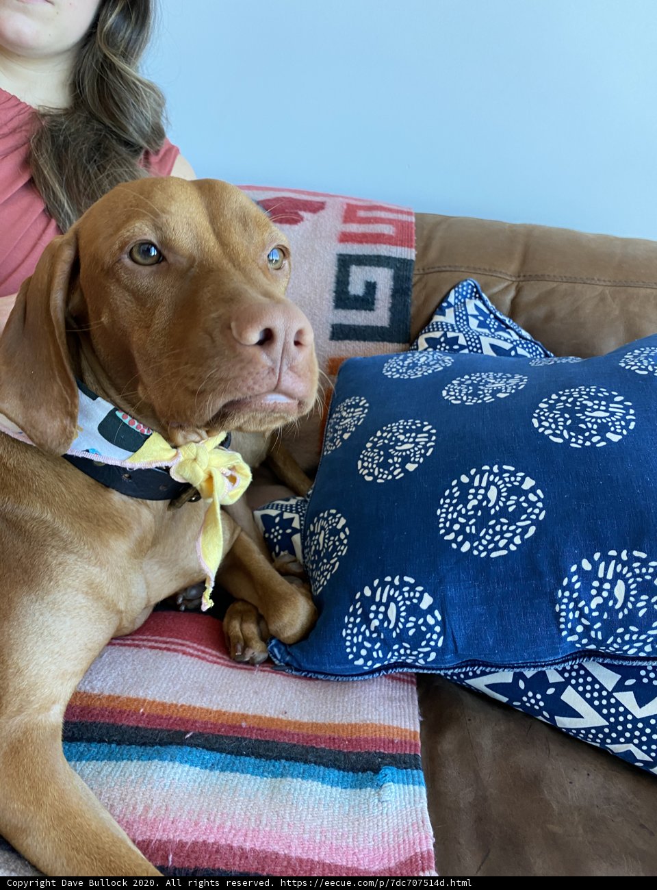 Cozy Canine Companion