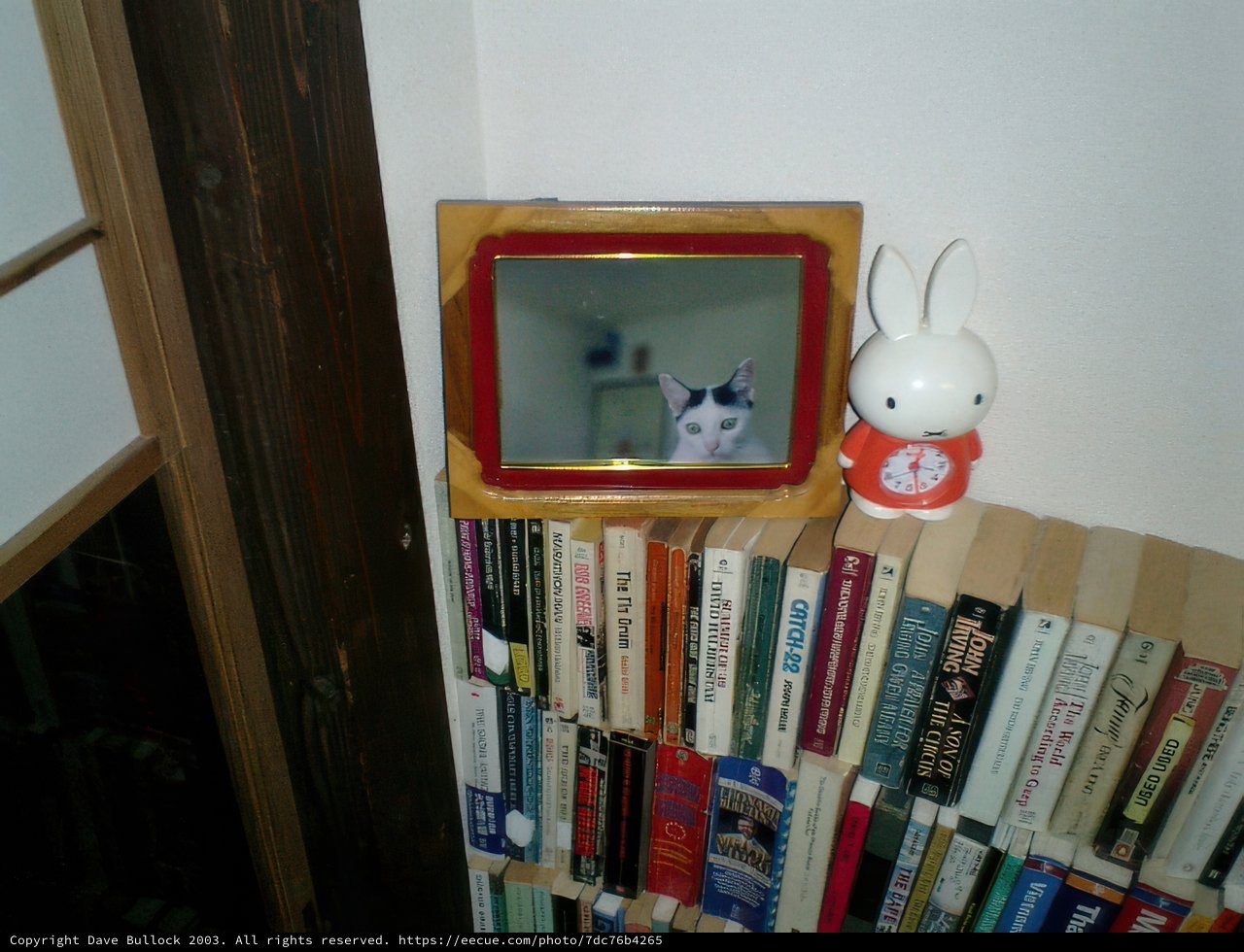 Feline Watcher in the Library
