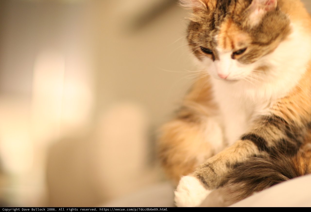 The Purrfect Companion
