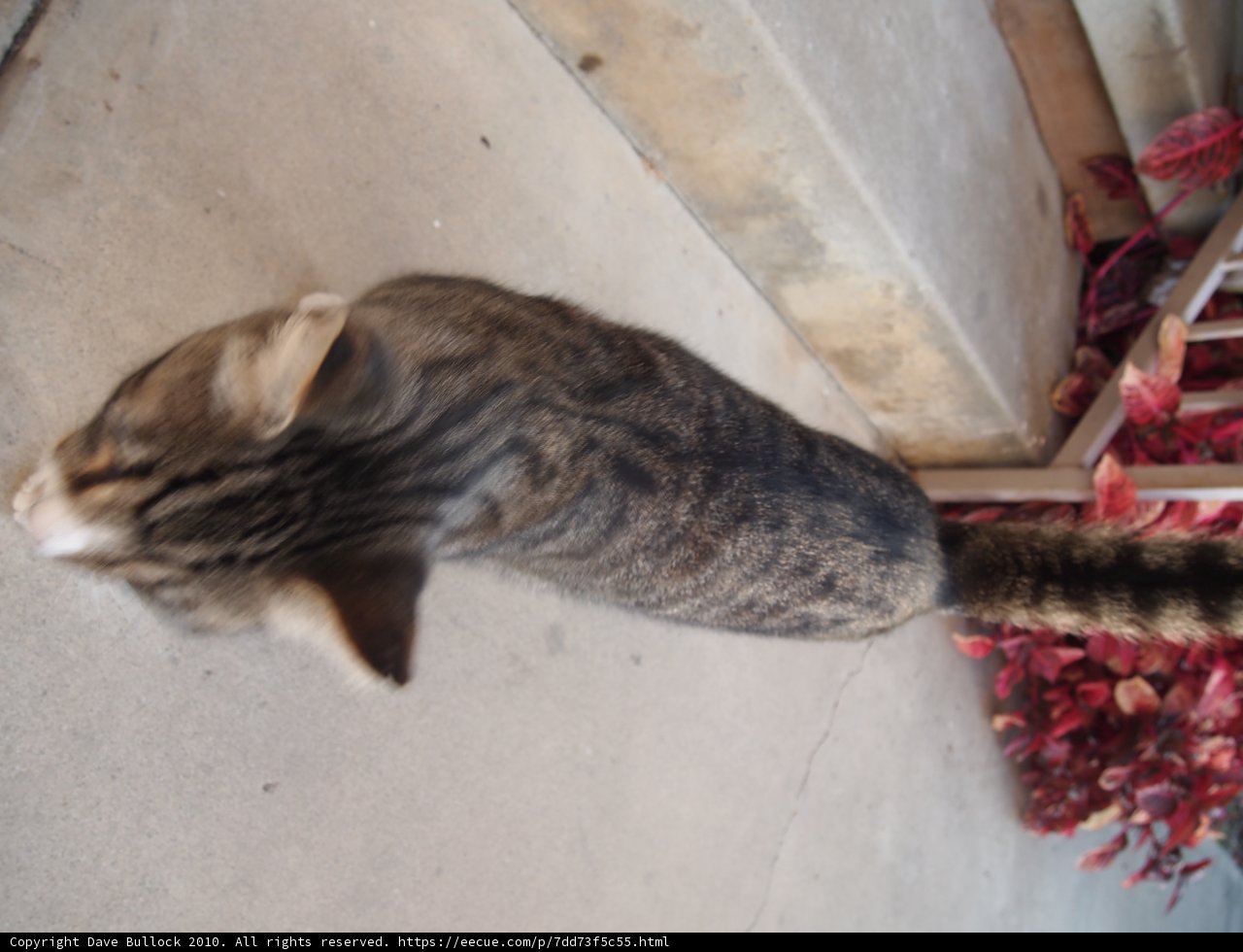 Stray Cat Strolls Past Wooden Stairs