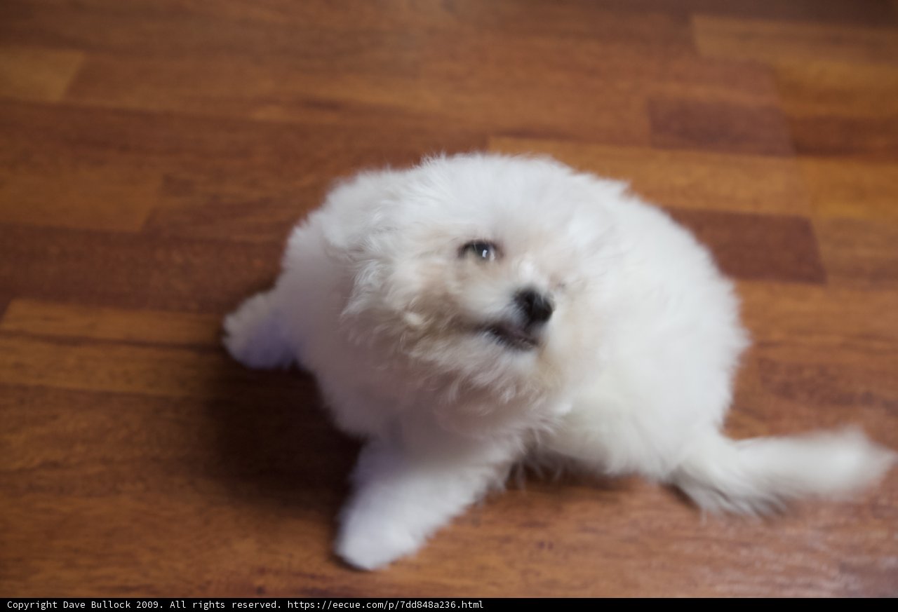 Penny the Bichon Puppy Resting on a Hardwood Floor