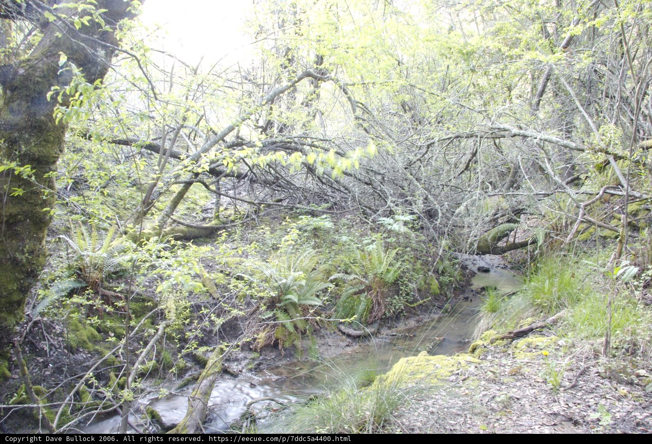 Serene Stream in the Heart of a Lush Rainforest
