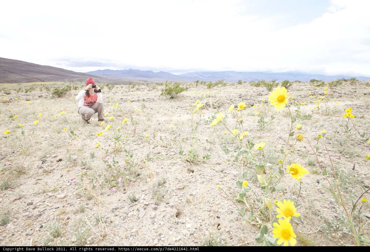 Walking through a Sea of Yellow