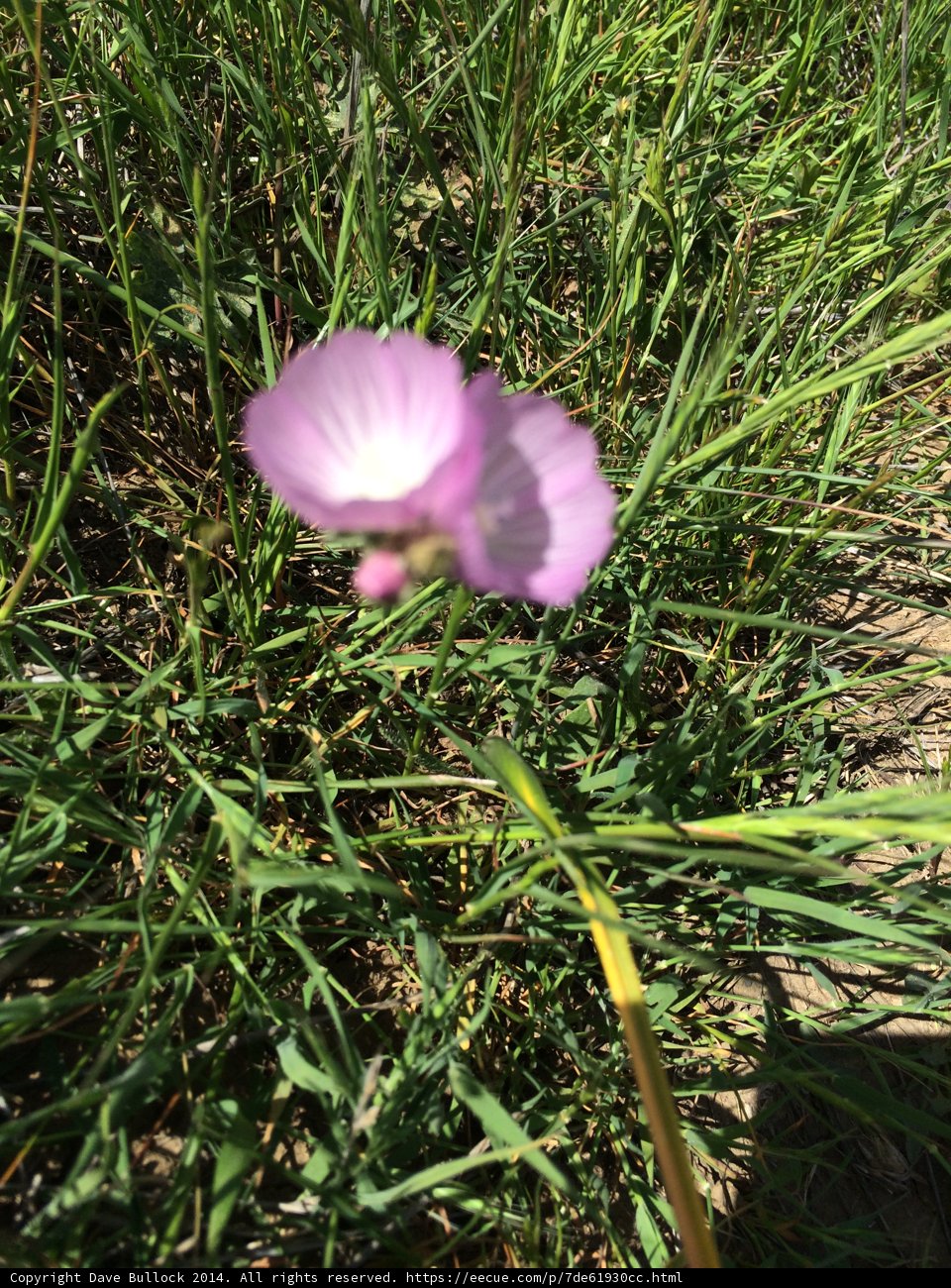 Anemone Beauty