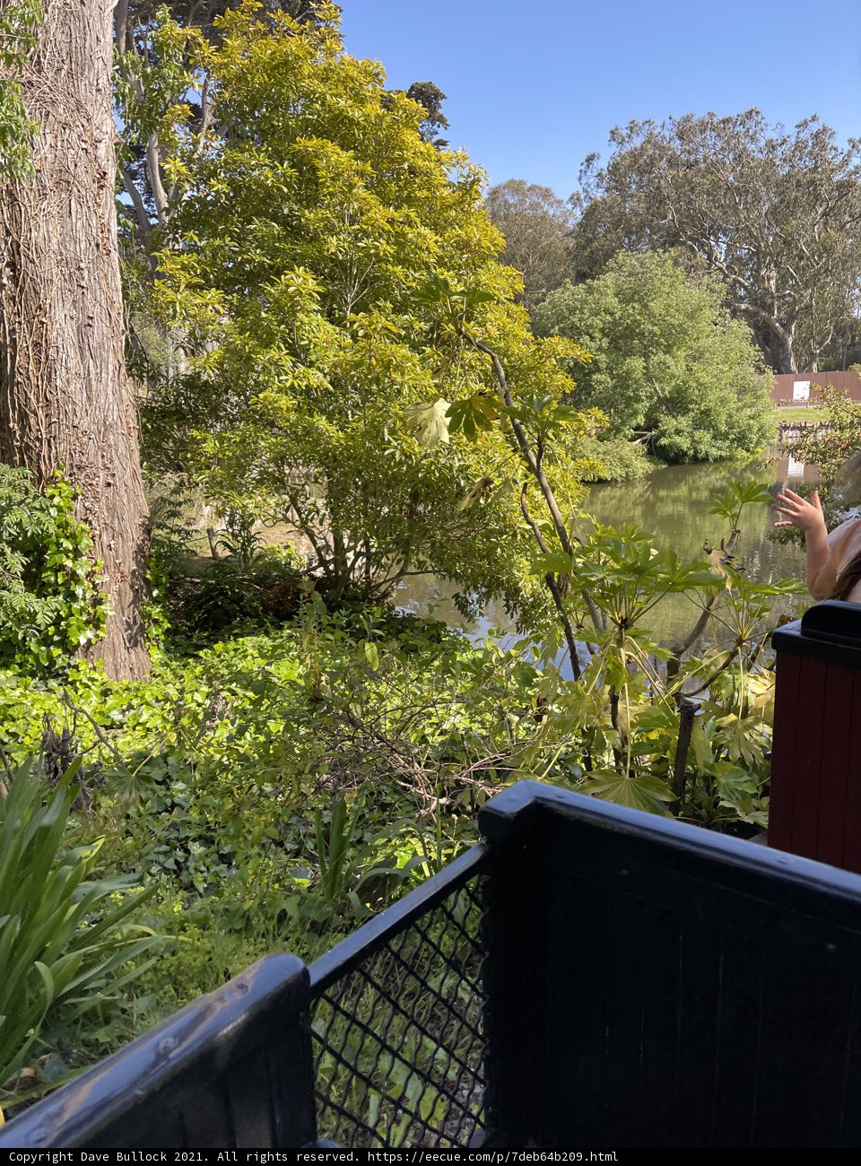 Serene Moment by the Pond