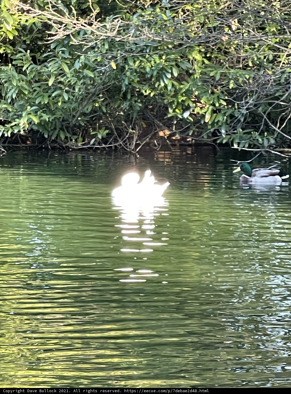 Serene Duck on Stow Lake