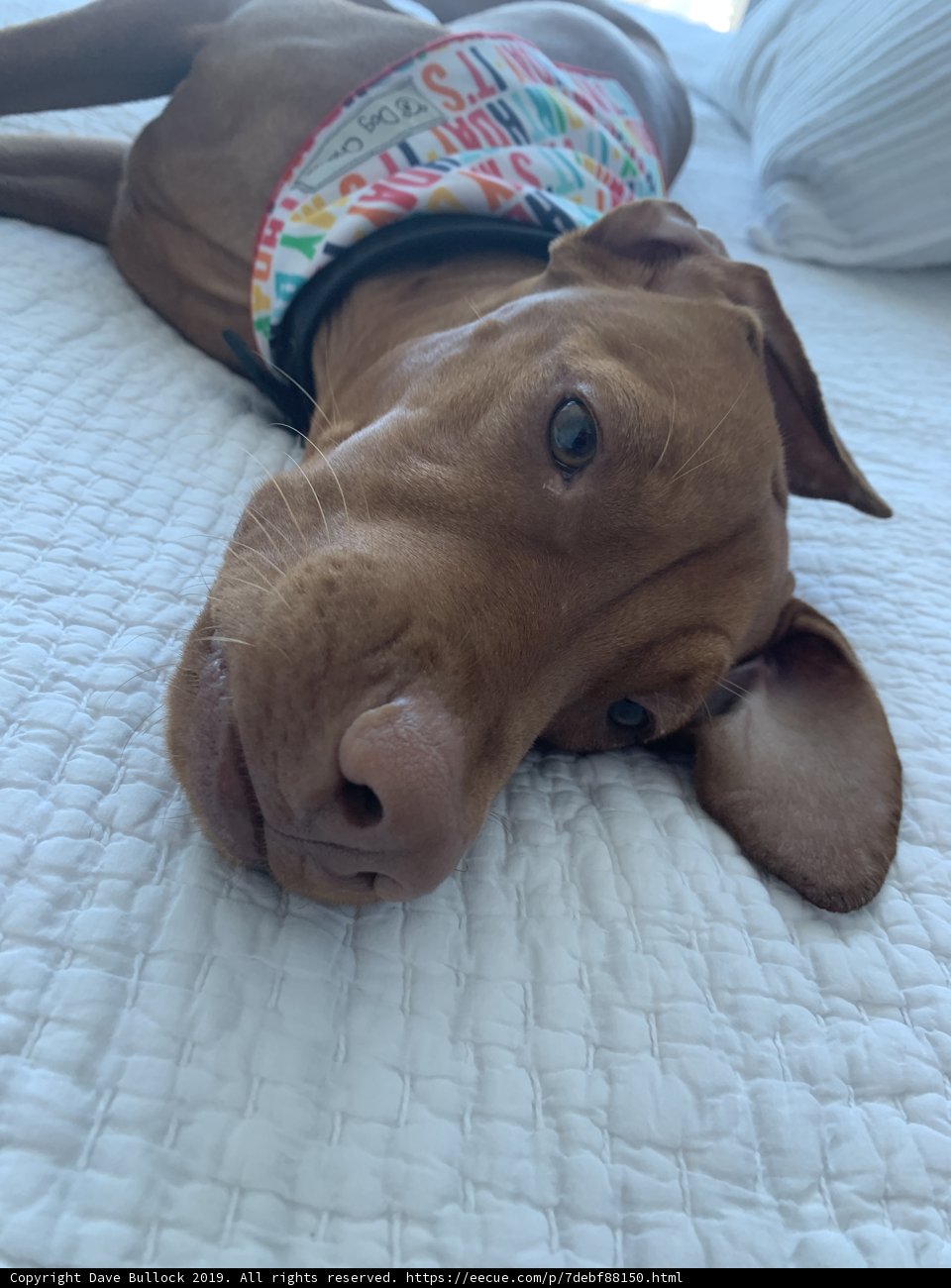 Resting Pooch