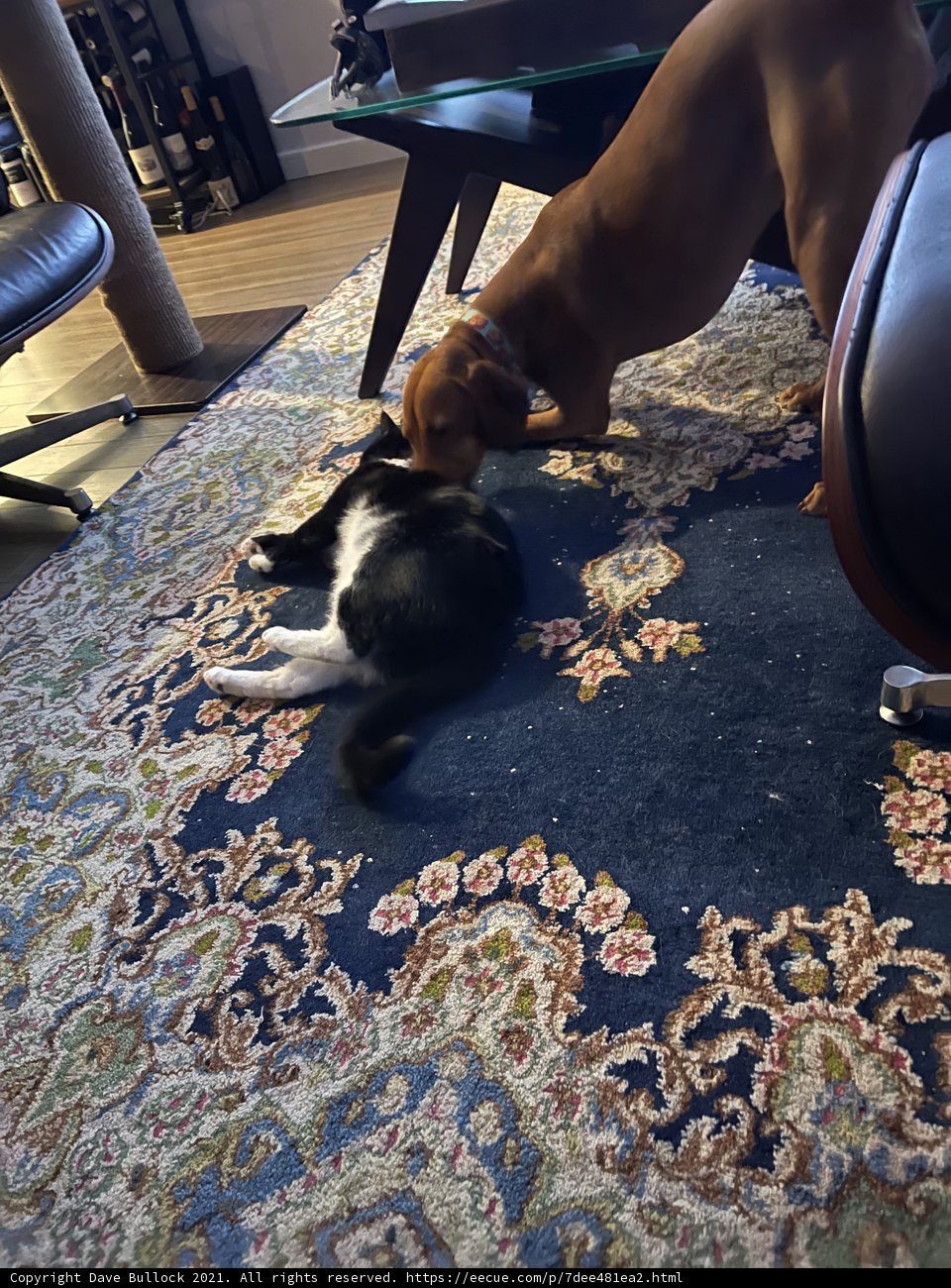 Furry Friends on the Rug