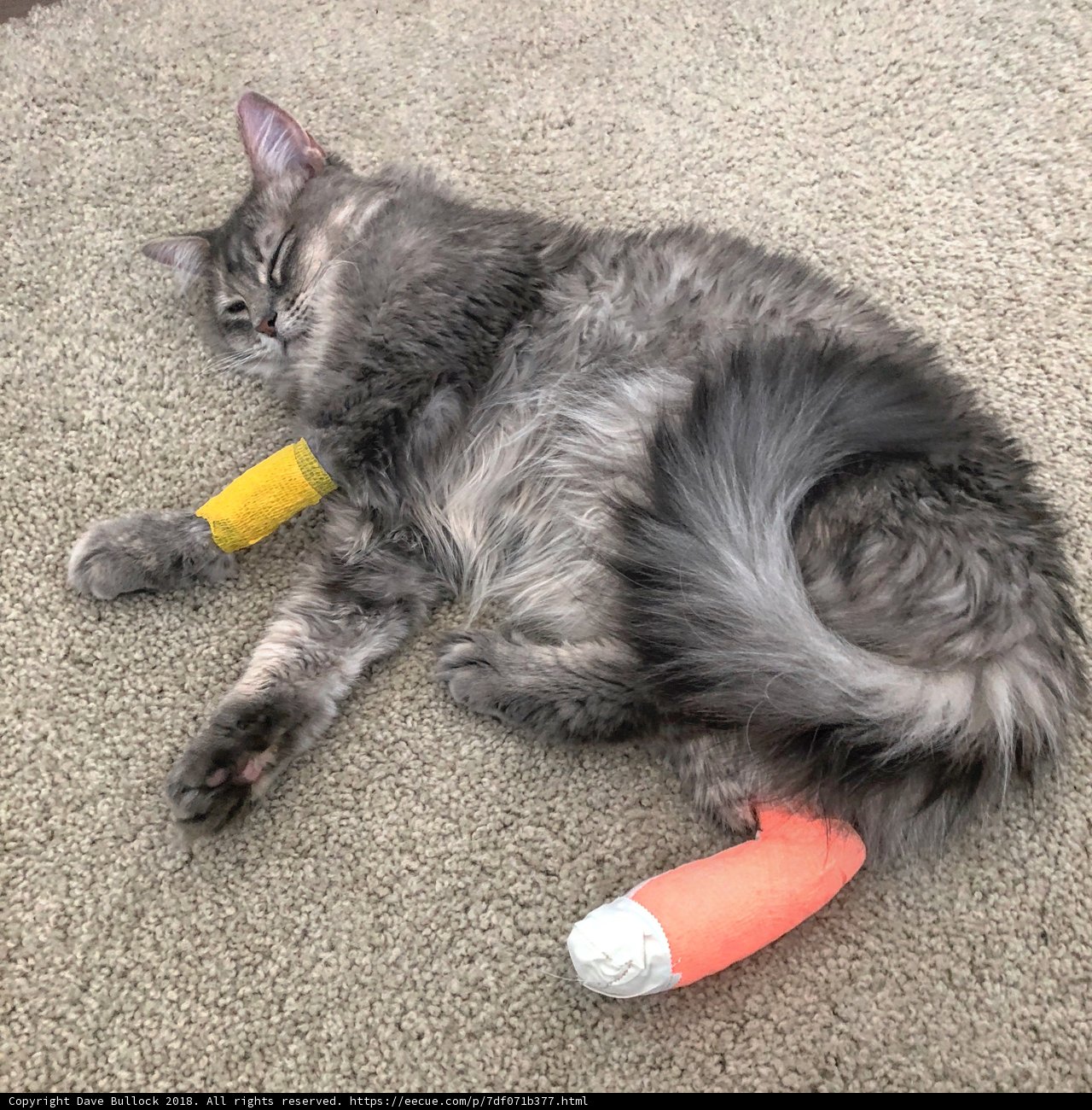 Injured Feline Rests at Home