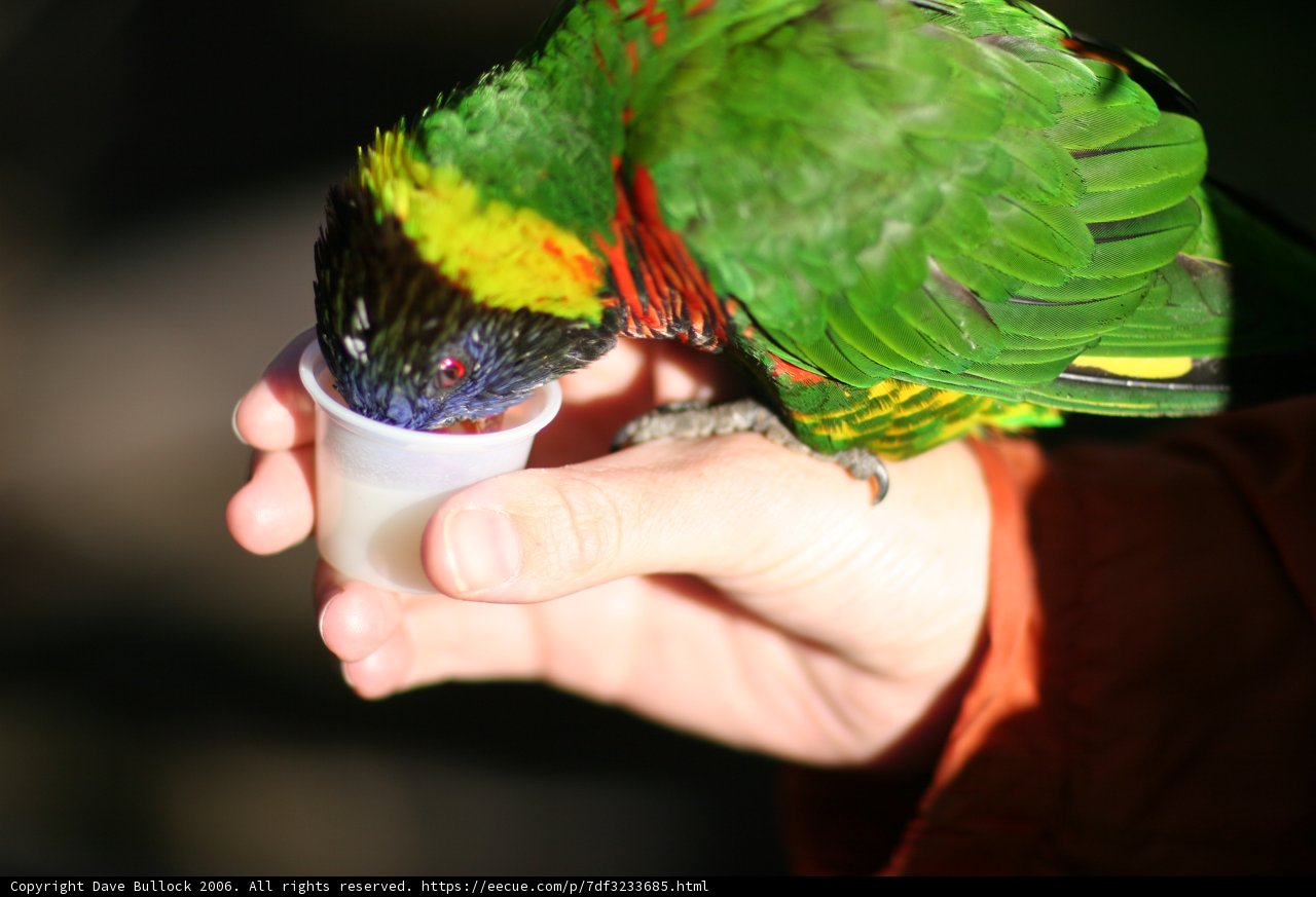 Feeding Time