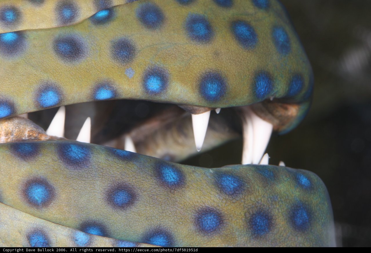 A Close-Up of a Blue and Yellow Spotted Fish