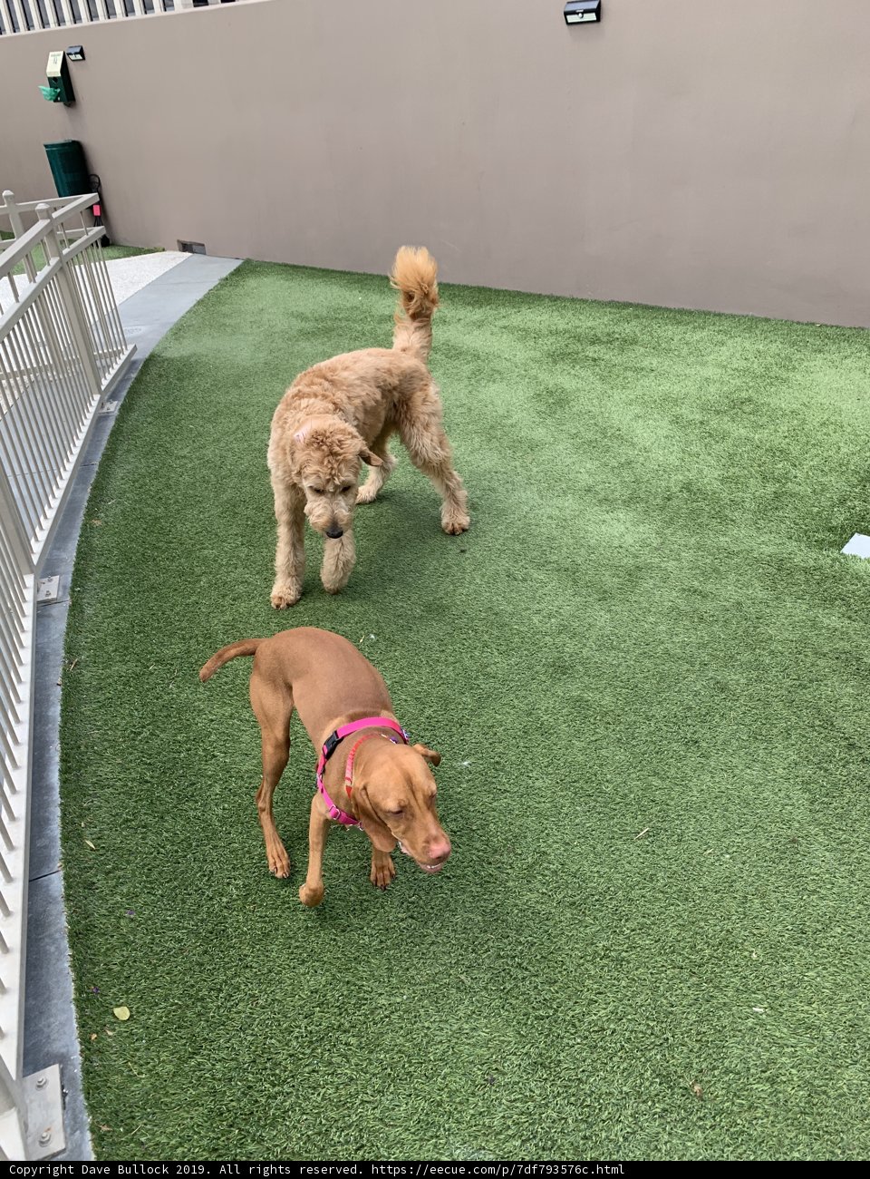 Pups Enjoying Playtime on Lush Artificial Grass