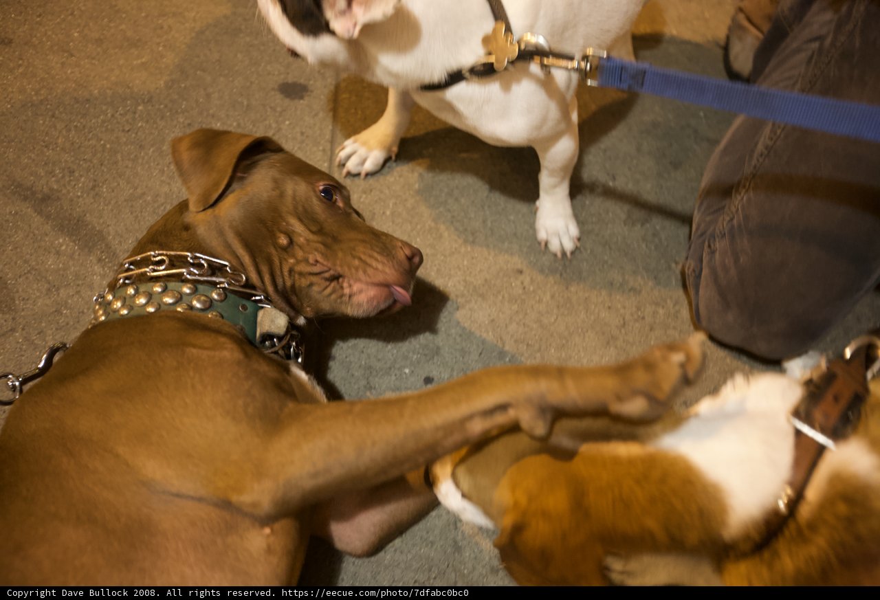 Playful Pups