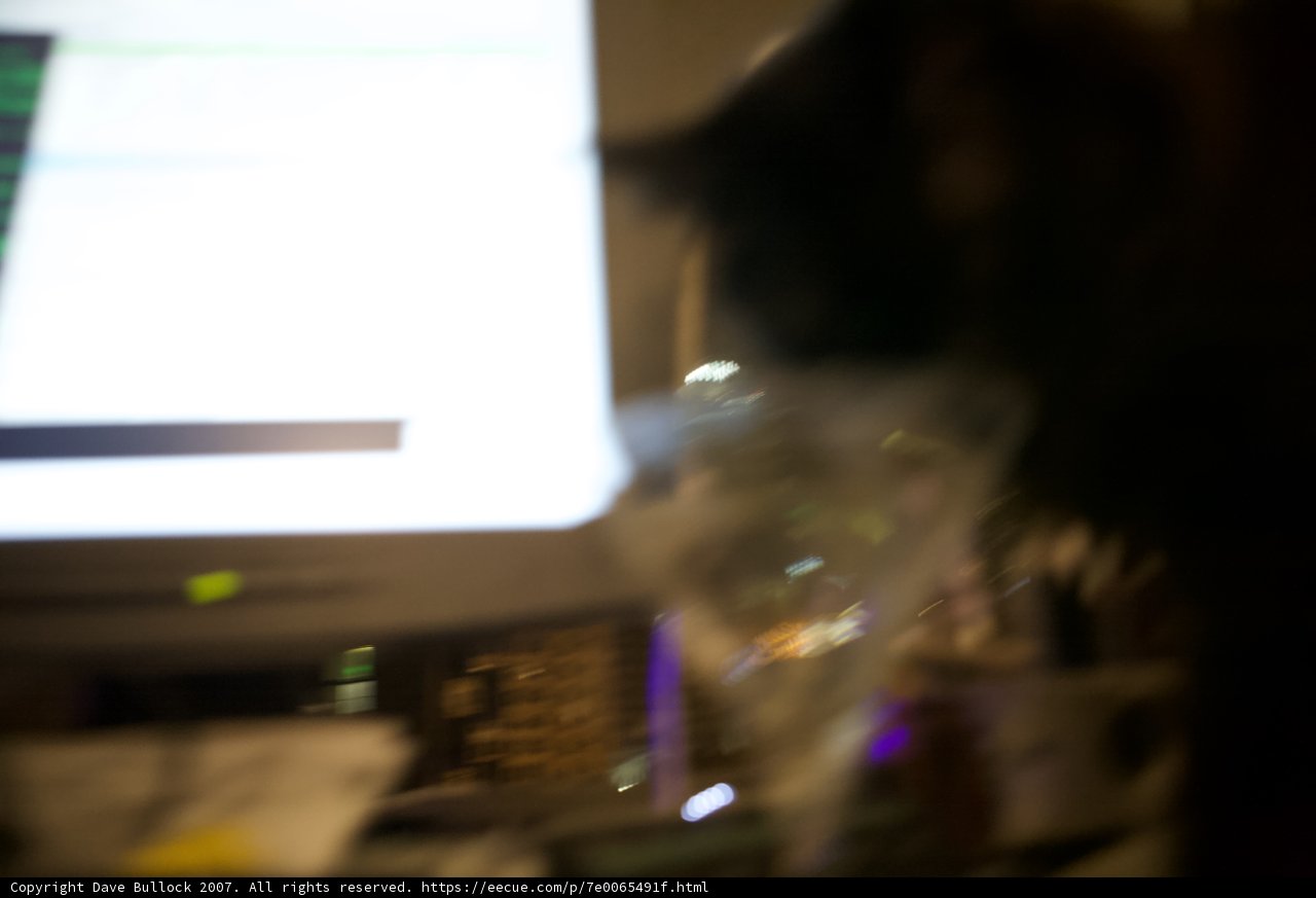 Feline in Focus