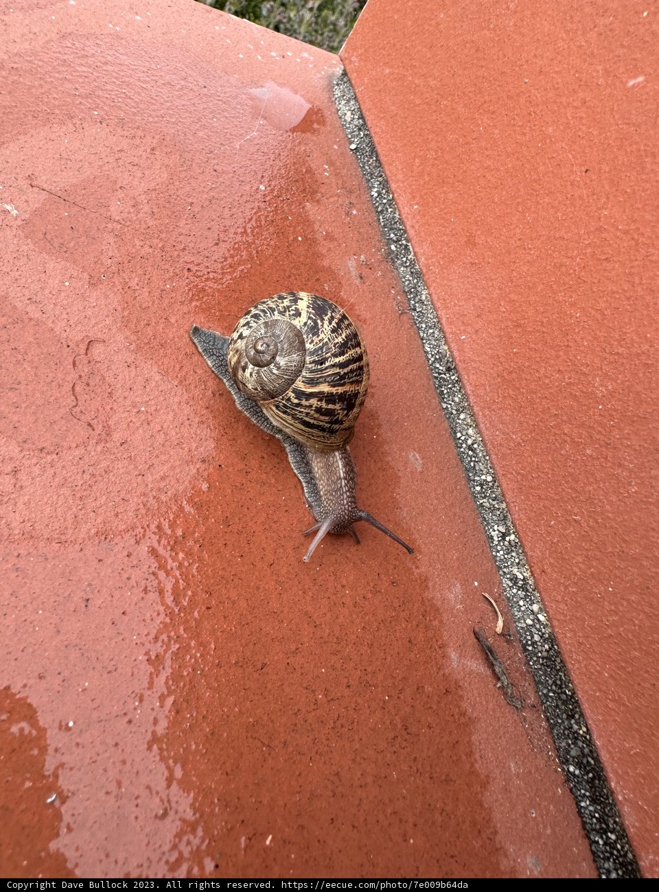 Ascending the Wall - A Snail's Journey