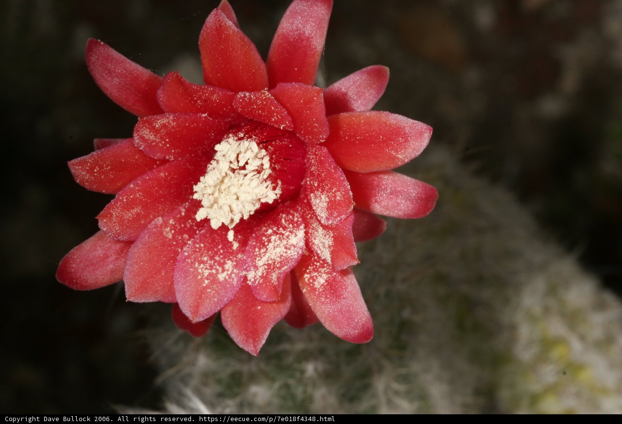 Red Rose Cactus