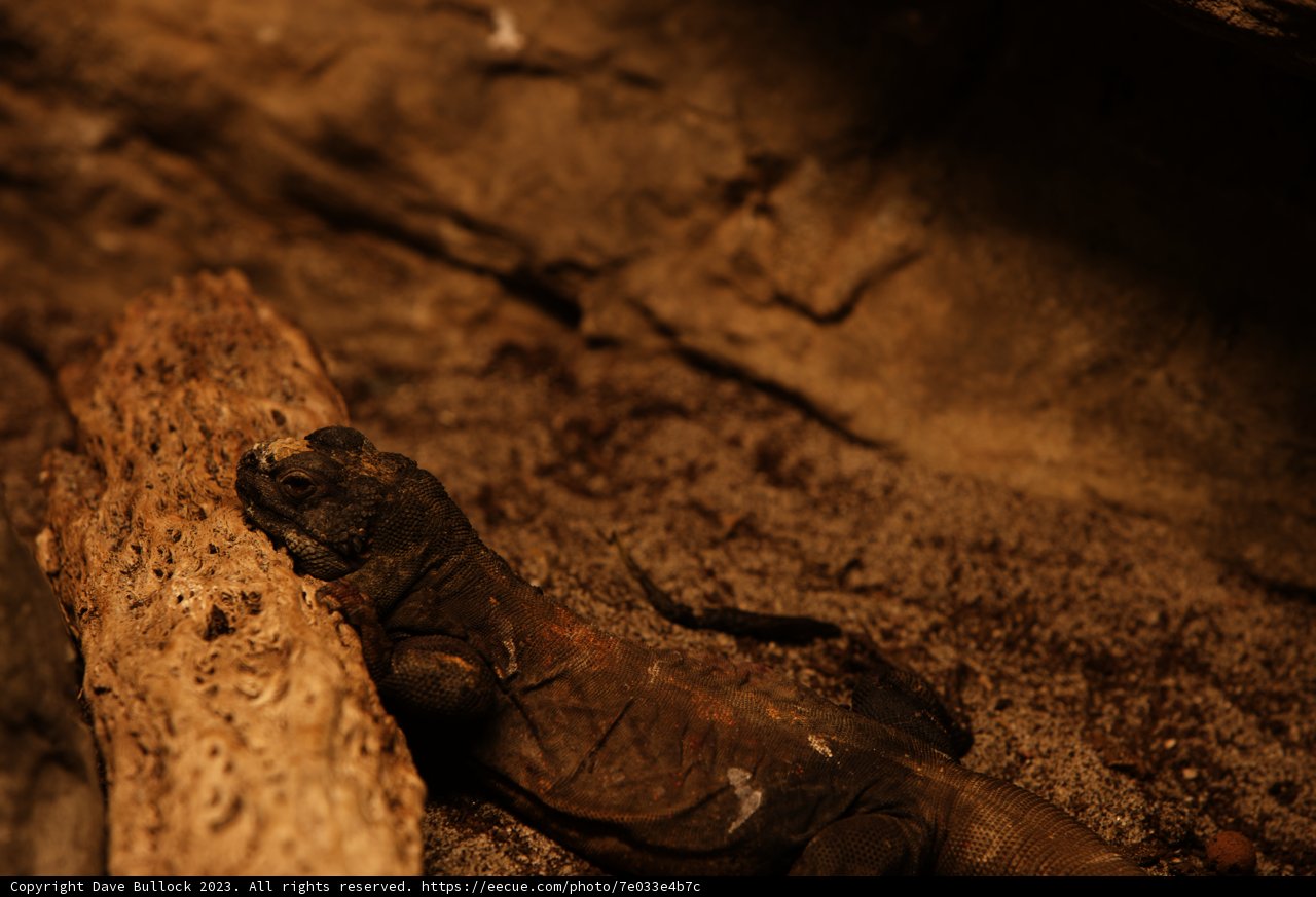 Leisurely Lizard at Oakland Zoo