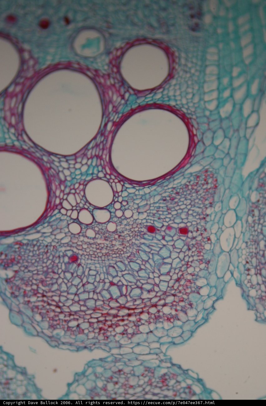 Diversity within a Plant Cell