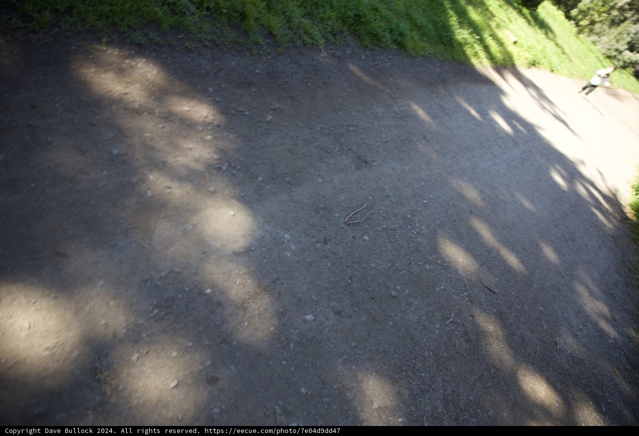 Skateboarding Adventure in Golden Gate Park, 2024